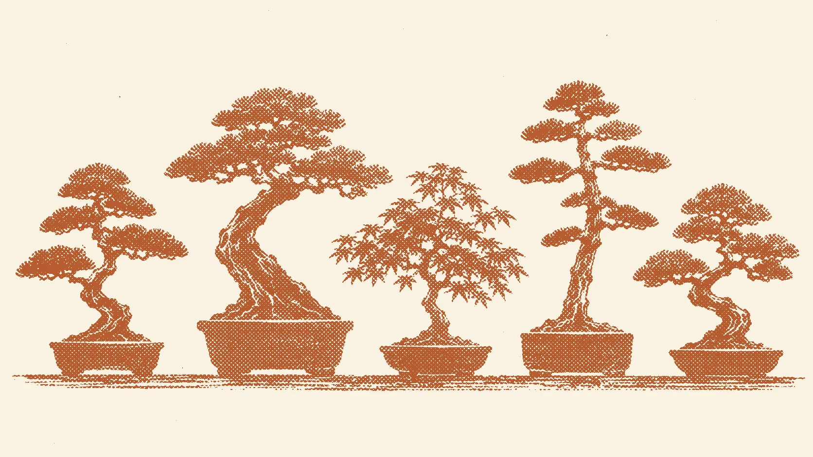 bonsai-image