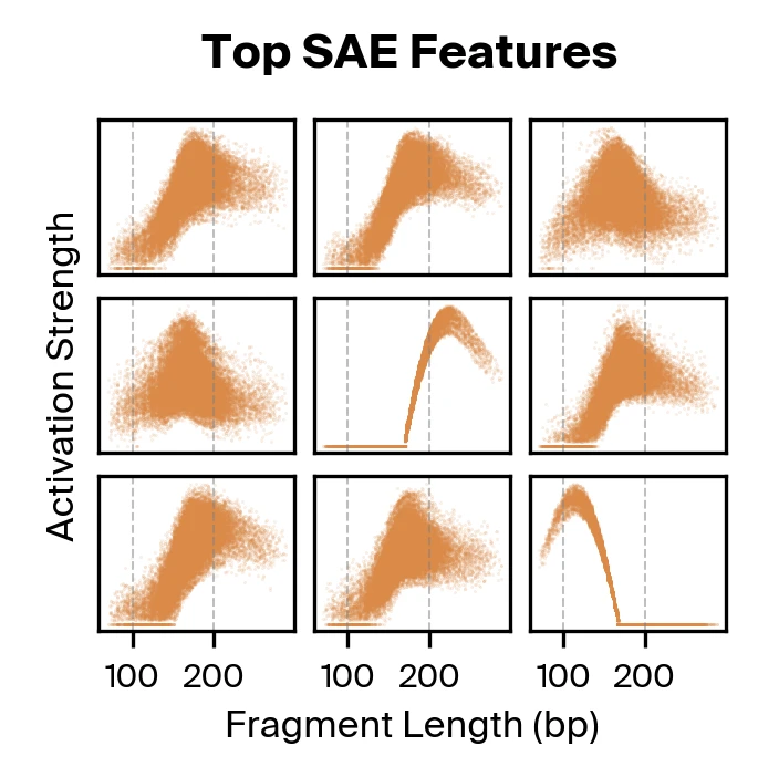Top SAE latents correlated with fragment length
