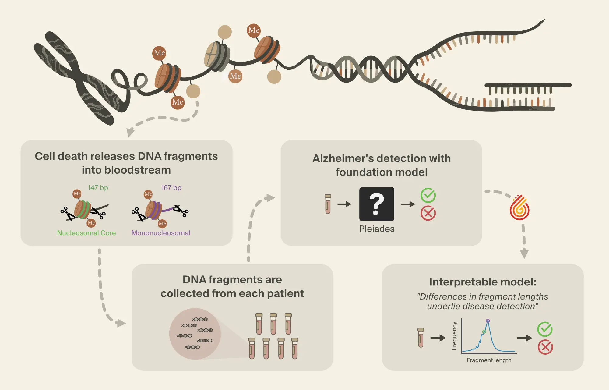 Graphical abstract showing interpretability workflow for Alzheimer's biomarker discovery