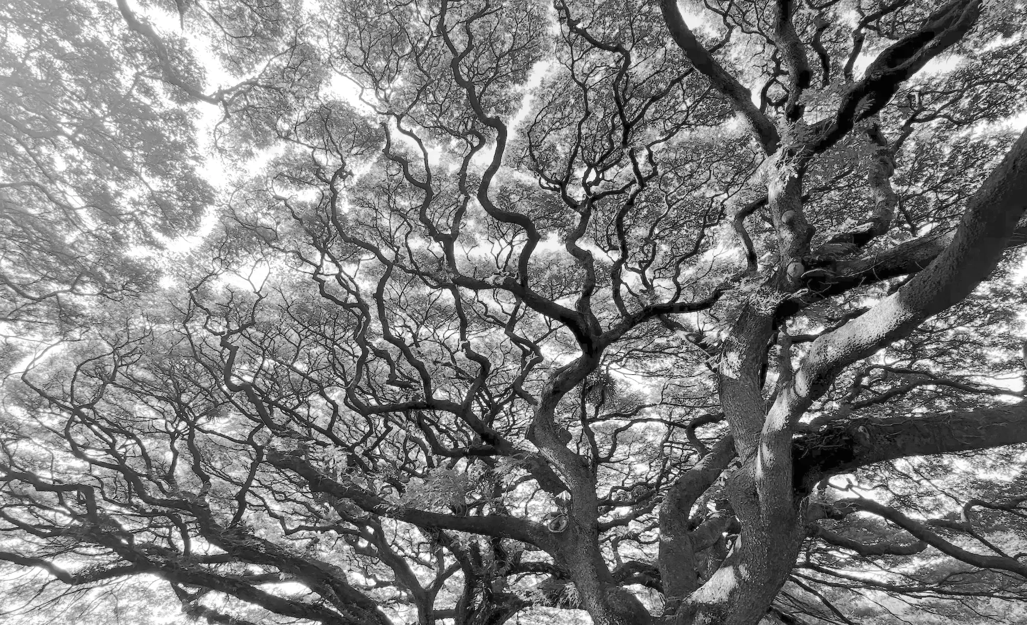 Intentionally designing the future of AI