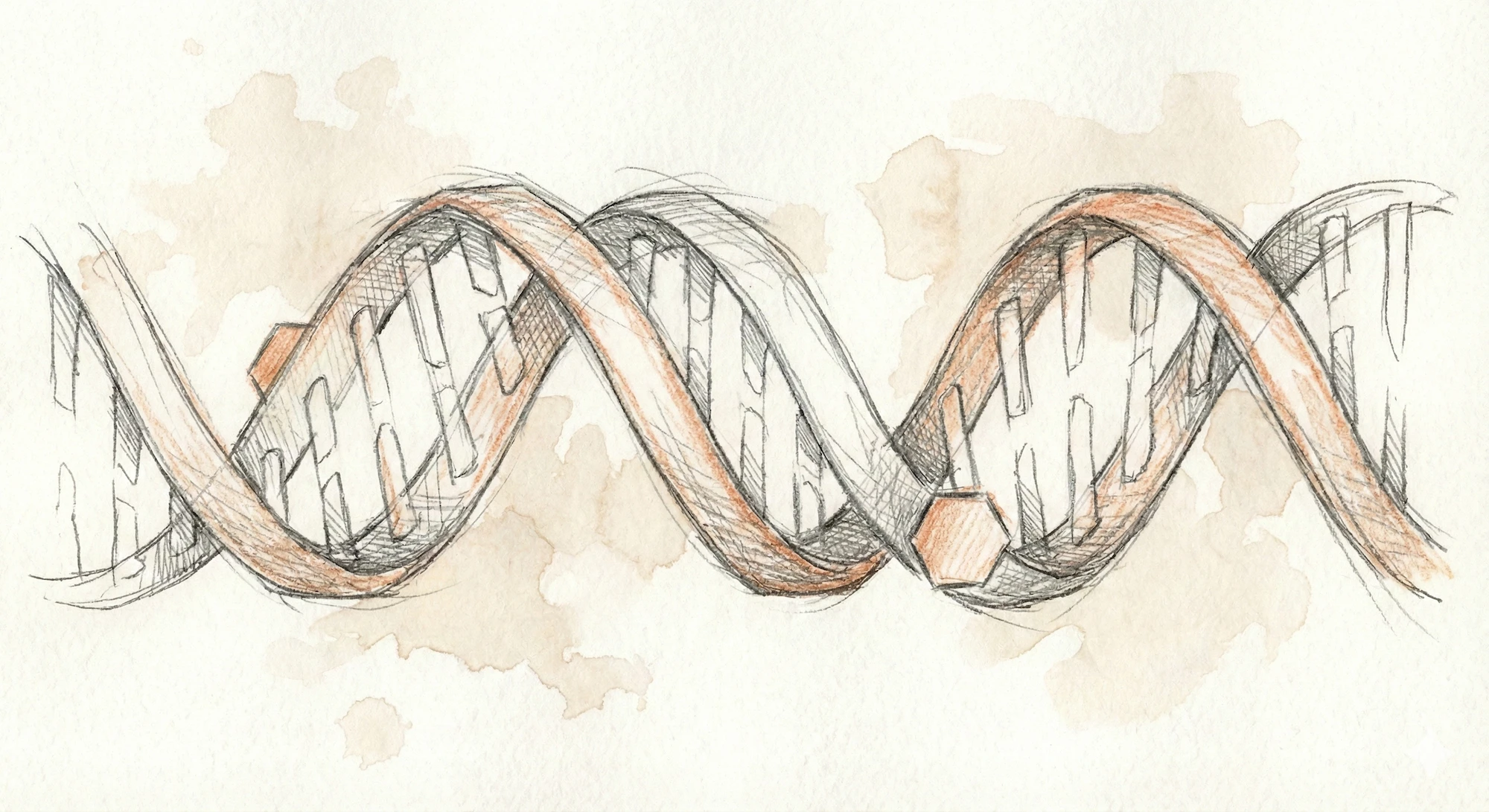 A sketch depicting methylated DNA