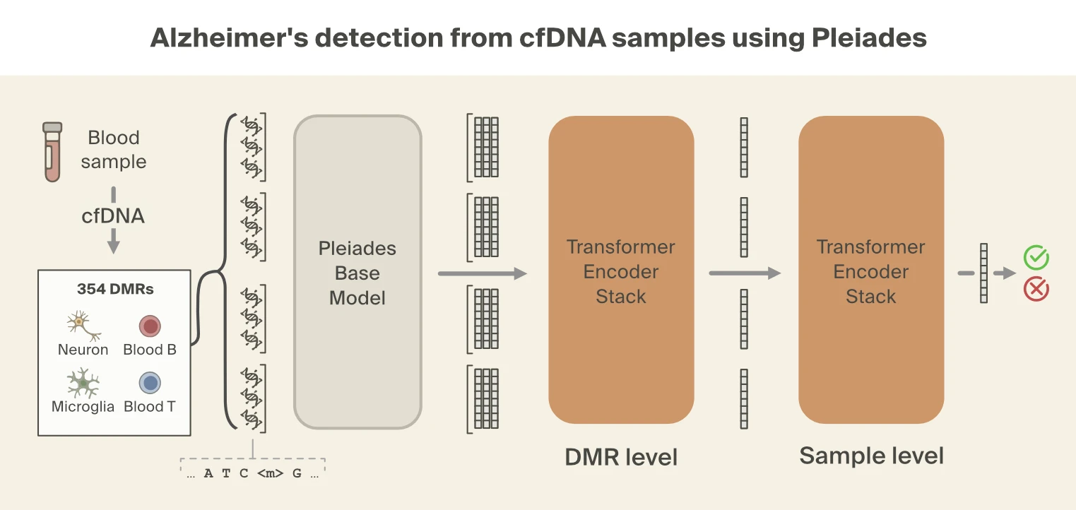 Pleiades model architecture for Alzheimer's disease detection